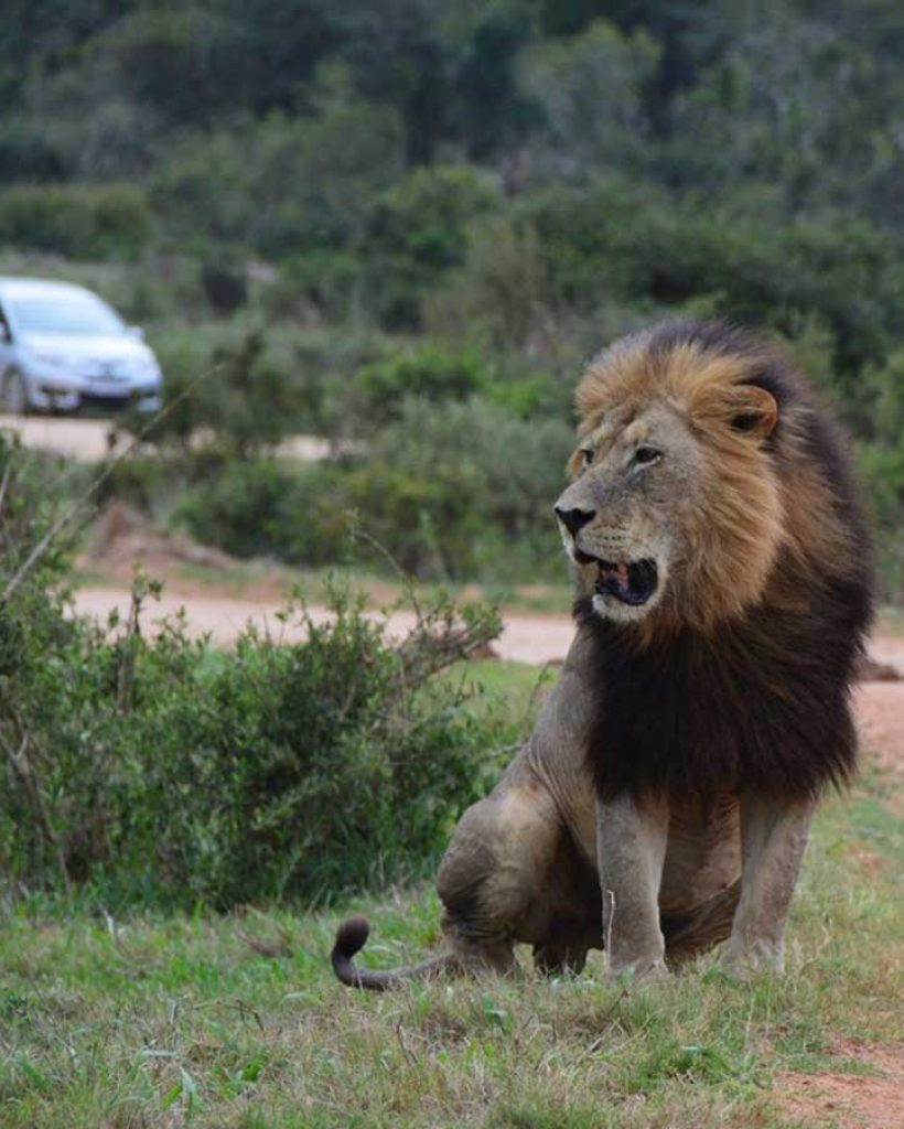 wild-life-experience
